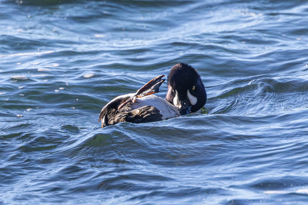 キタホオジロガモ - ML647058619