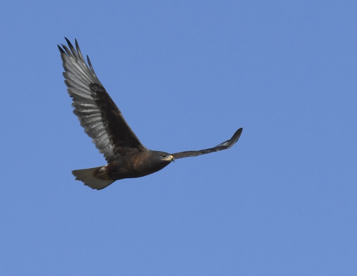 kongevåk - ML647058622