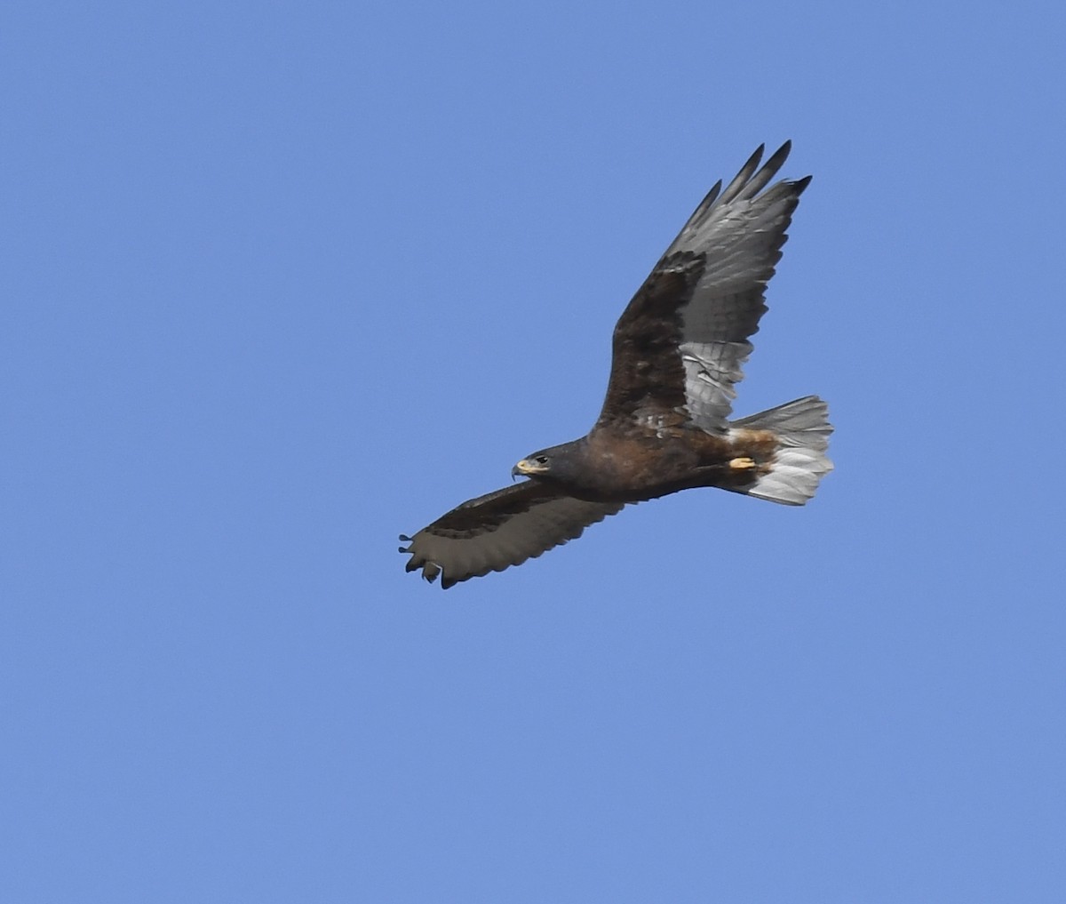 kongevåk - ML647058623