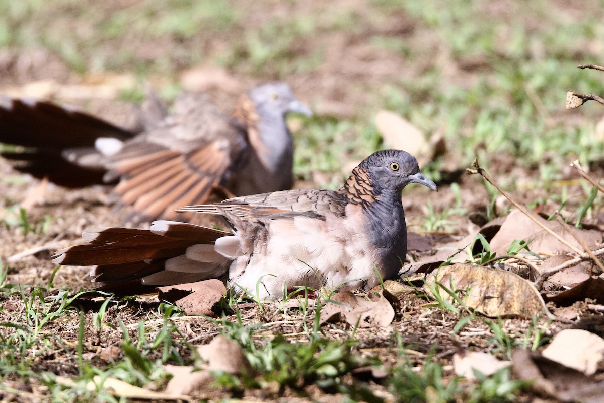 Bar-shouldered Dove - ML647058627