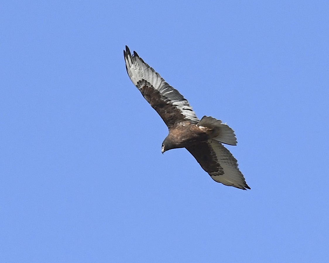 kongevåk - ML647058629