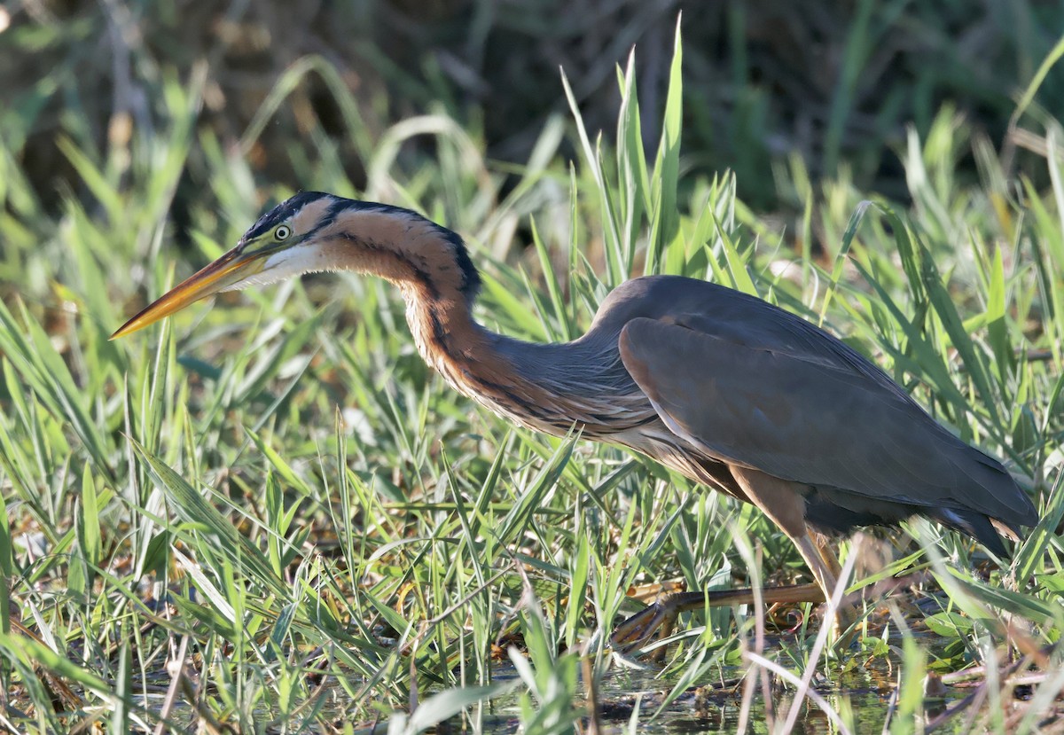 Purple Heron - ML647058630