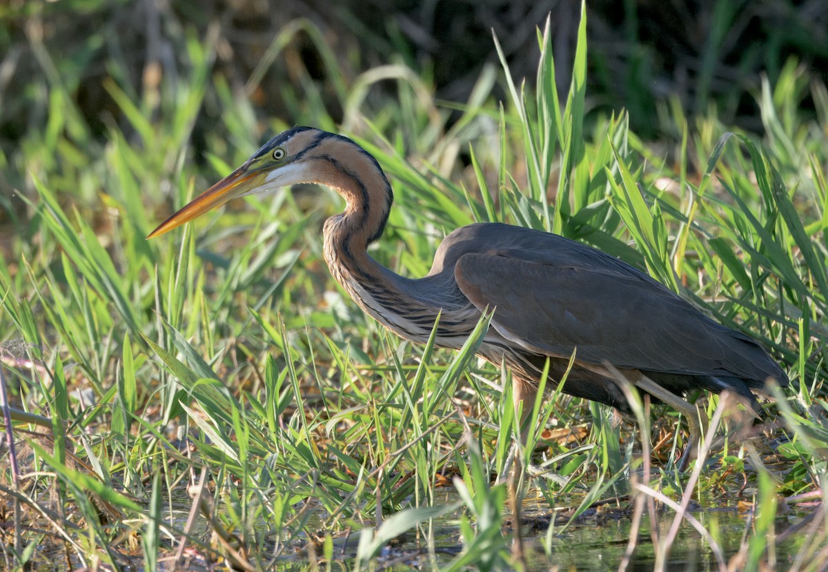 Purple Heron - ML647058631