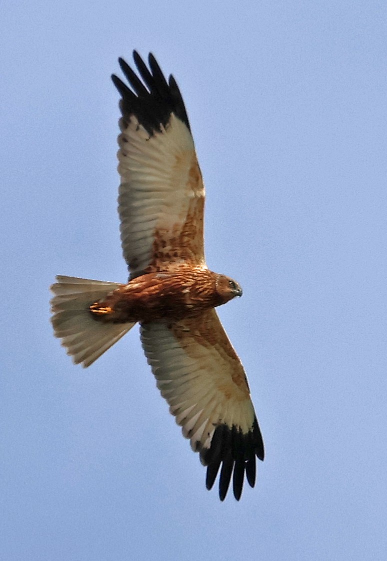 moták pochop - ML647058632