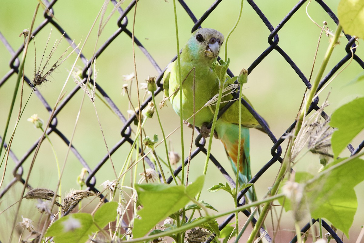 Hooded Parrot - ML647058634