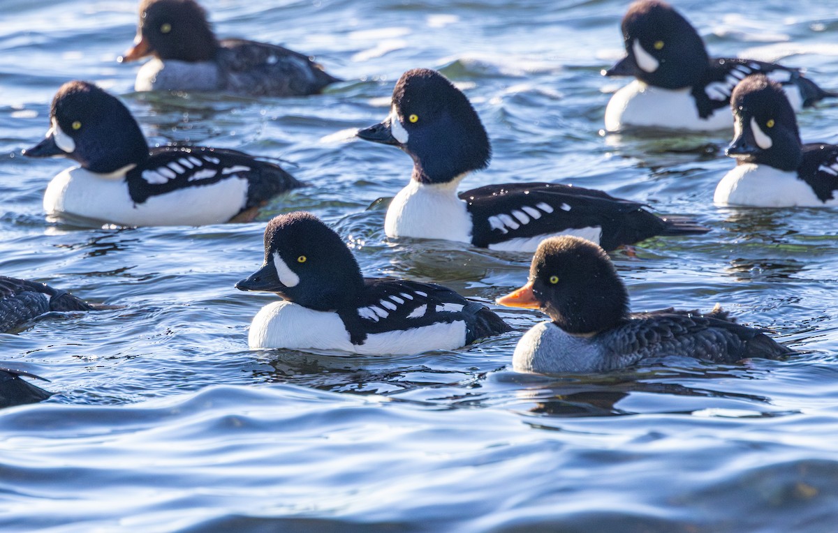 キタホオジロガモ - ML647058636