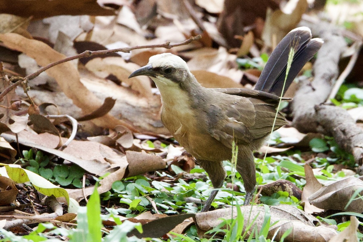 オーストラリアマルハシ - ML647058640