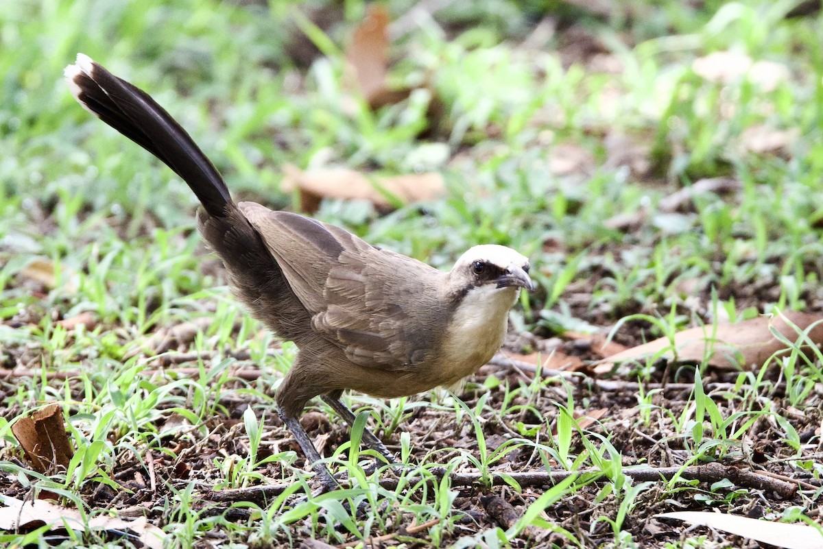 オーストラリアマルハシ - ML647058643