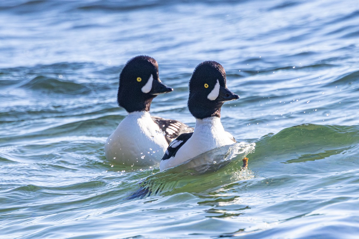 キタホオジロガモ - ML647058650