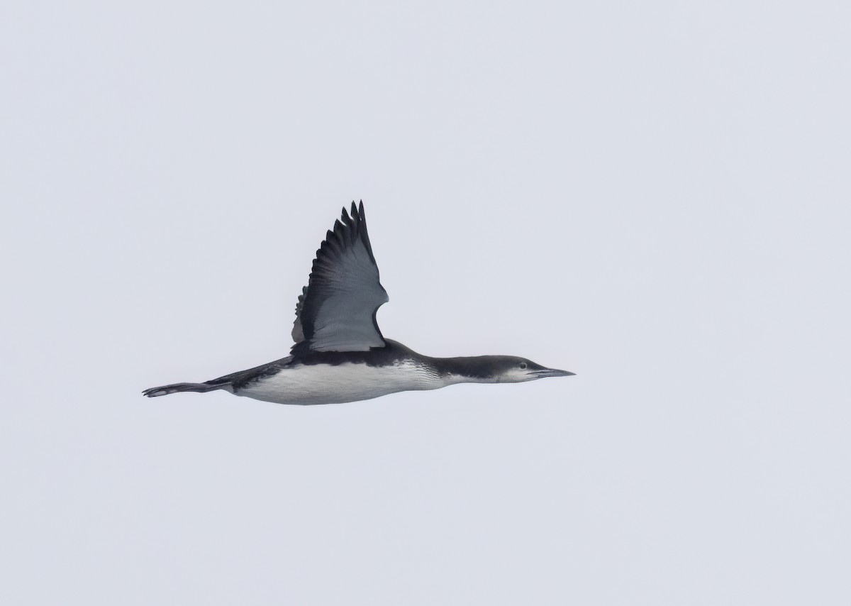 Pacific Loon - ML647058652