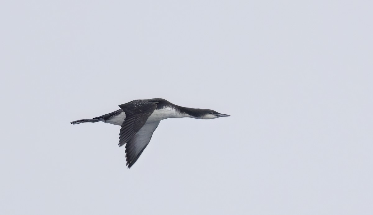 Pacific Loon - ML647058654