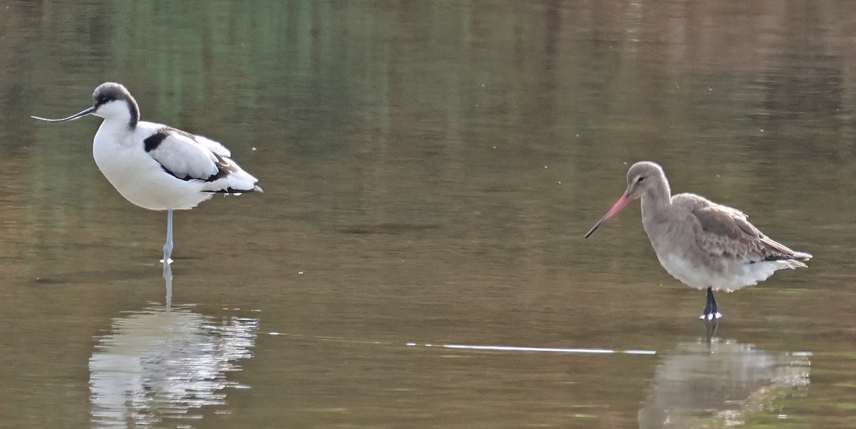 břehouš černoocasý - ML647058659