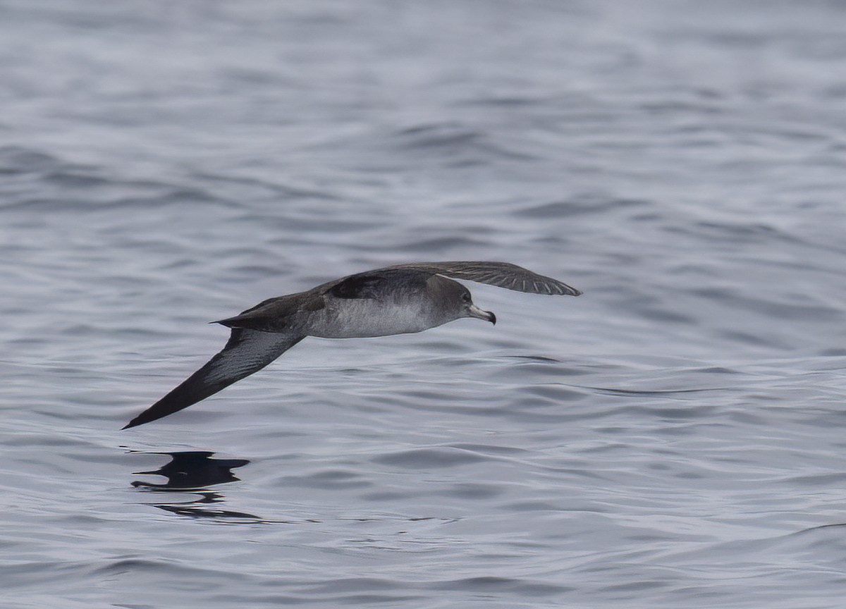 Pink-footed Shearwater - ML647058678