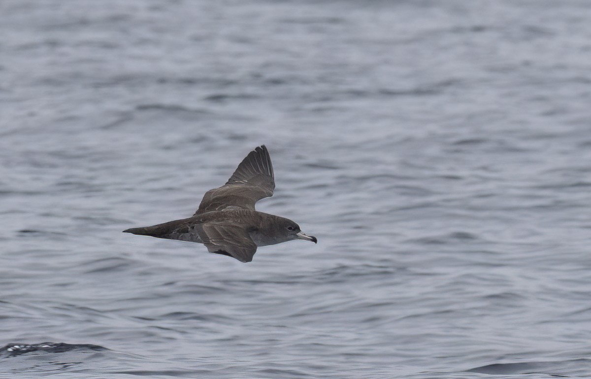 Pink-footed Shearwater - ML647058679