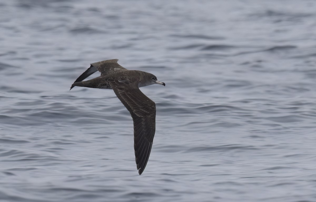 Pink-footed Shearwater - ML647058680