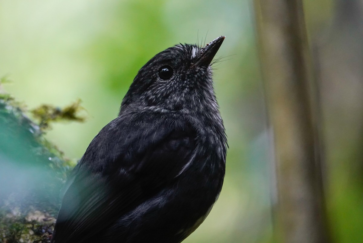 North Island Robin - ML647058683