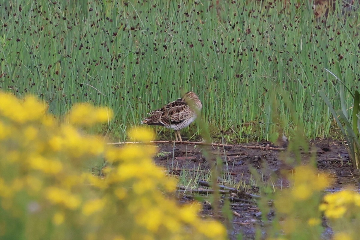 Latham's Snipe - ML647058693