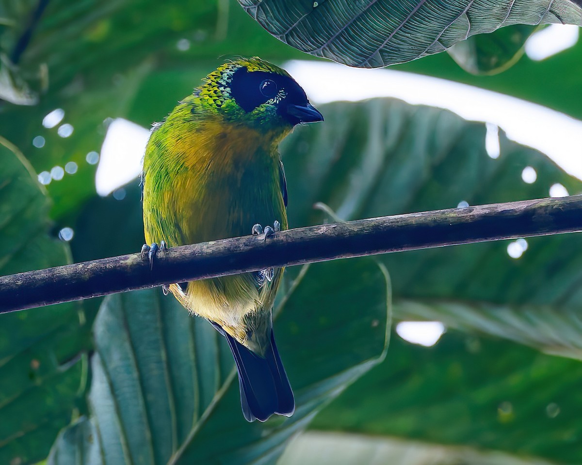 Green-and-gold Tanager - ML647058694