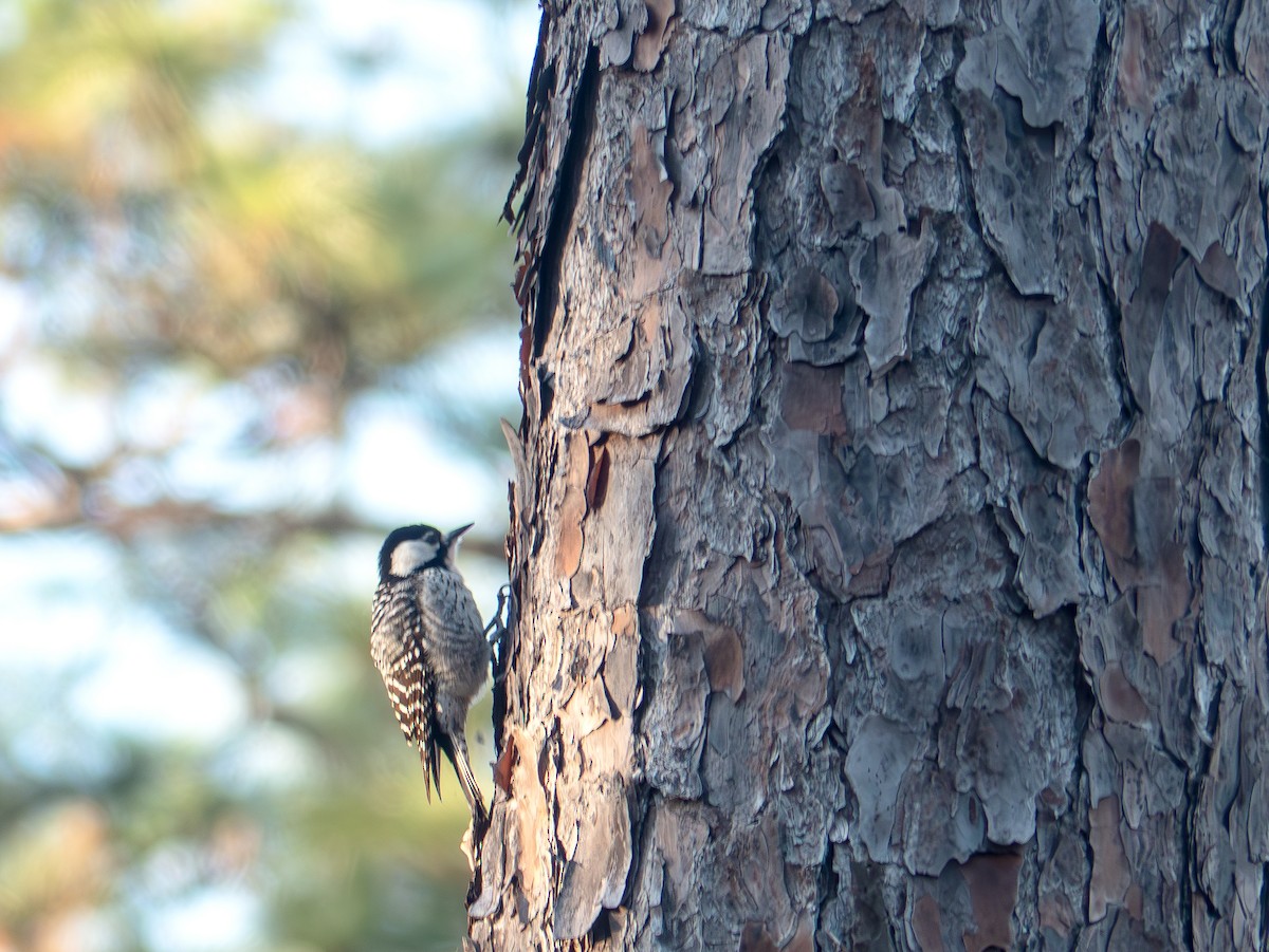 Pic à face blanche - ML647058700
