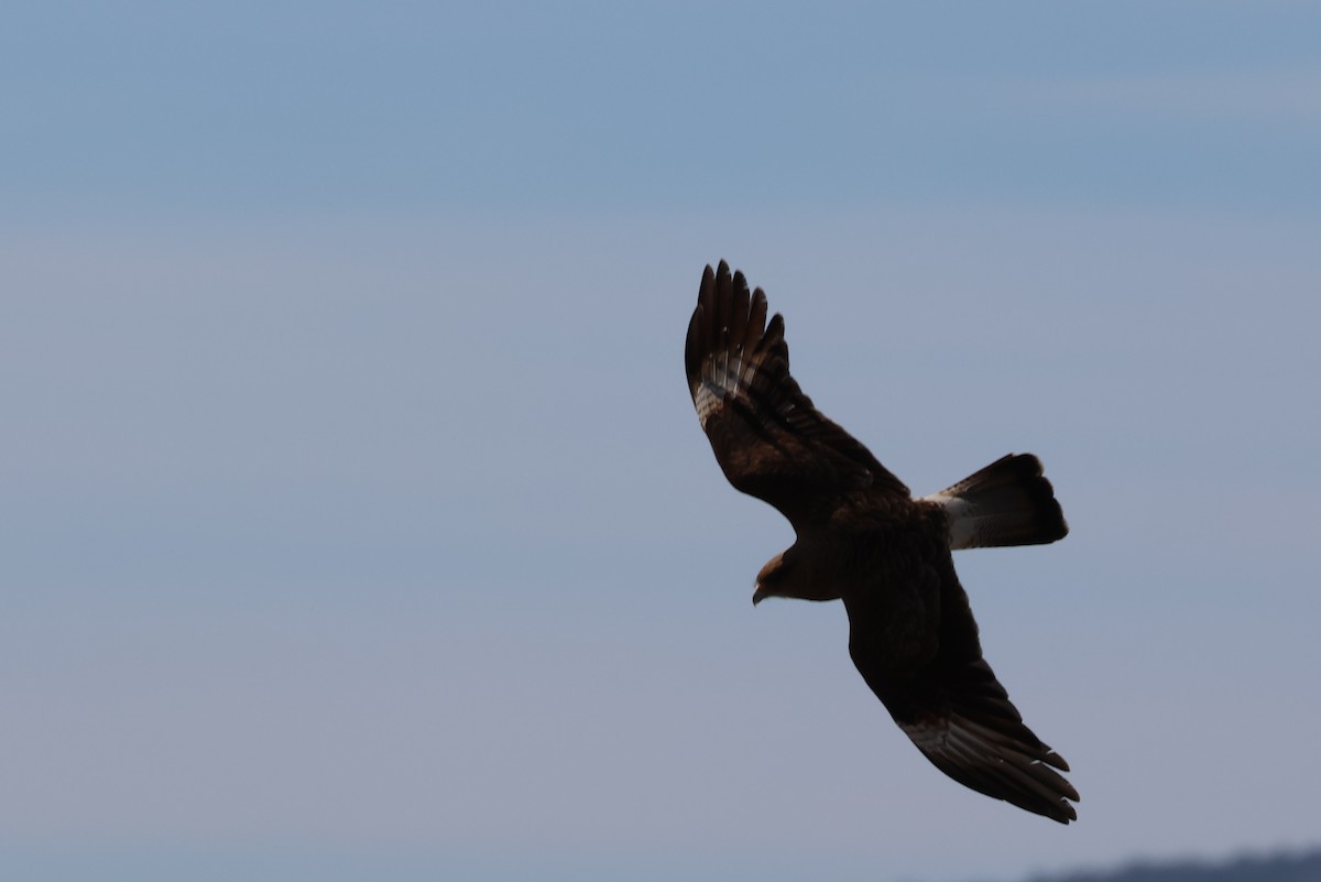 Chimango Caracara - ML647058708