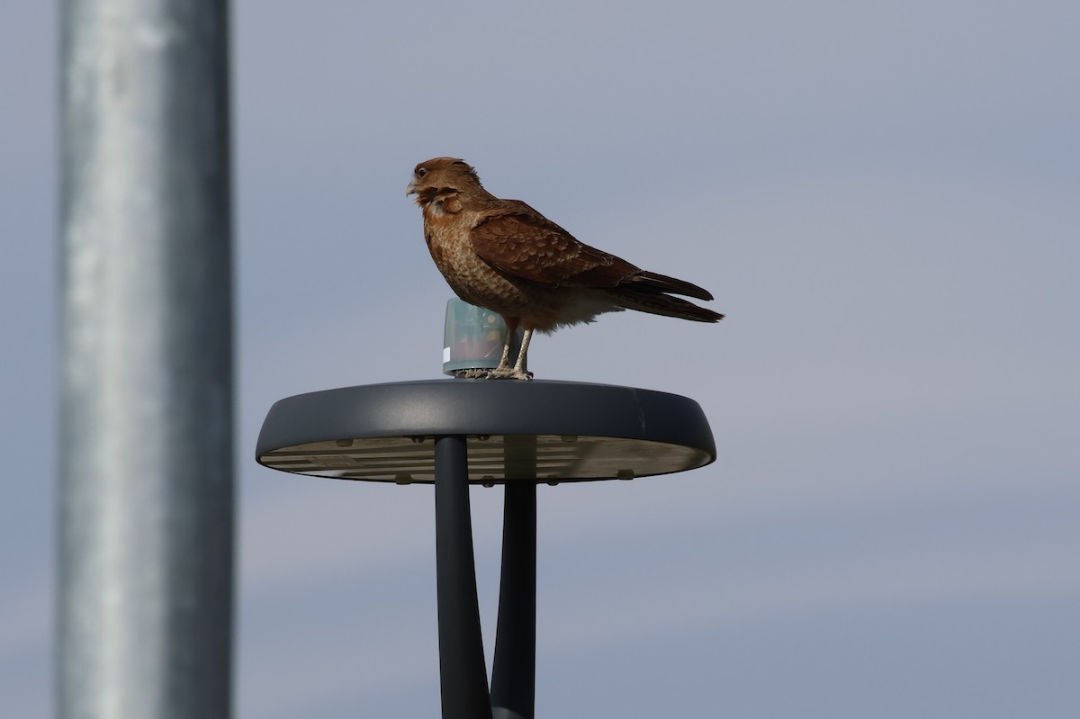 Chimango Caracara - ML647058709