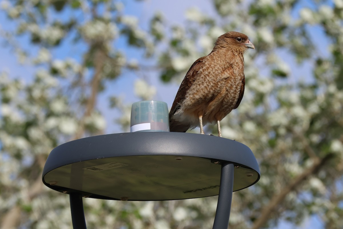 Chimango Caracara - ML647058710