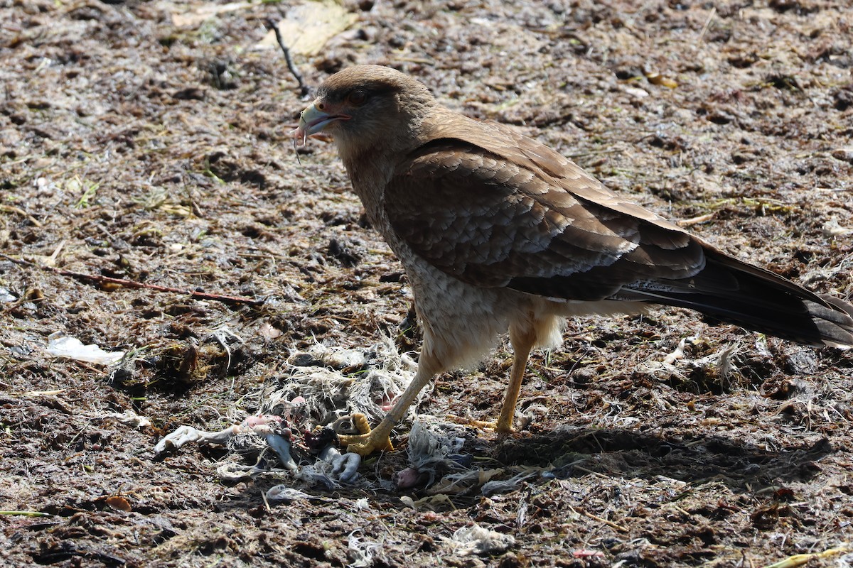 Chimango Caracara - ML647058711