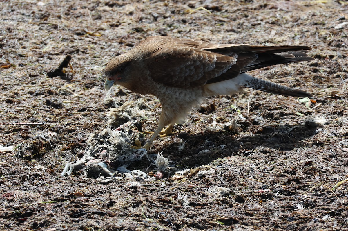 Chimango Caracara - ML647058712