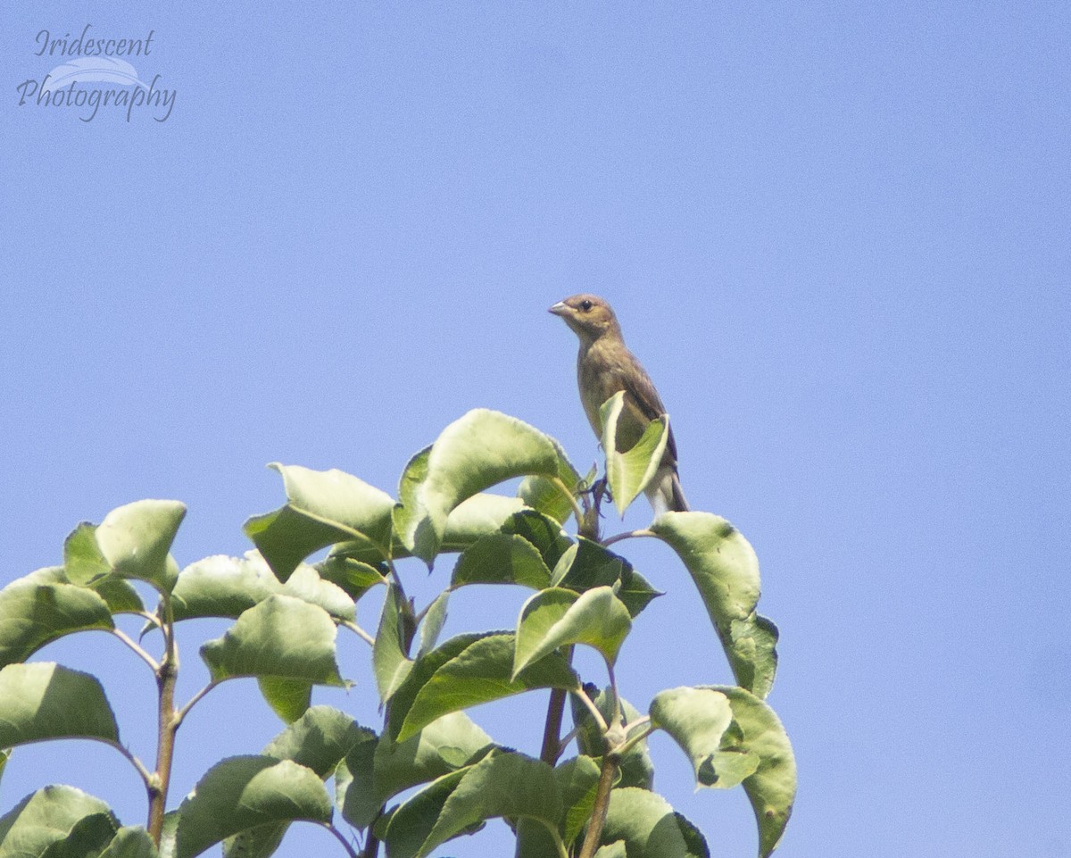 Indigo Bunting - ML647058716