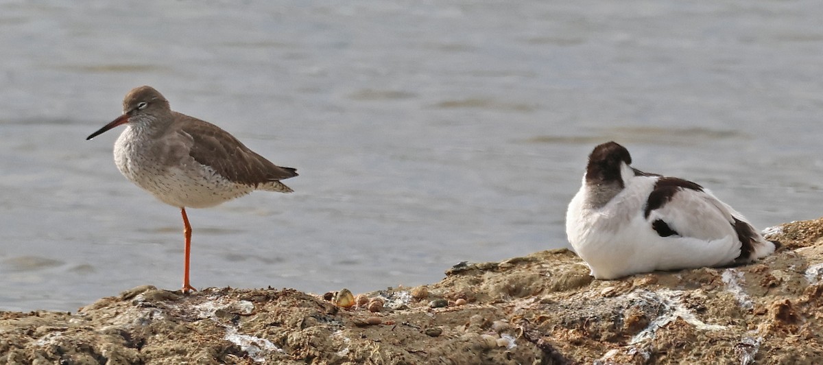 vodouš rudonohý - ML647058719