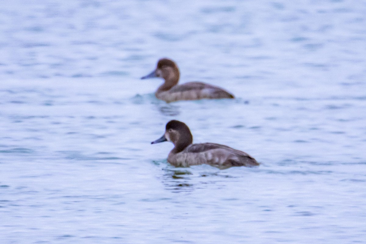 Greater Scaup - ML647058731