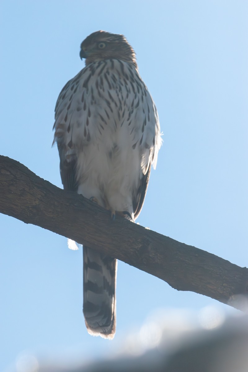 Cooper's Hawk - ML647058732