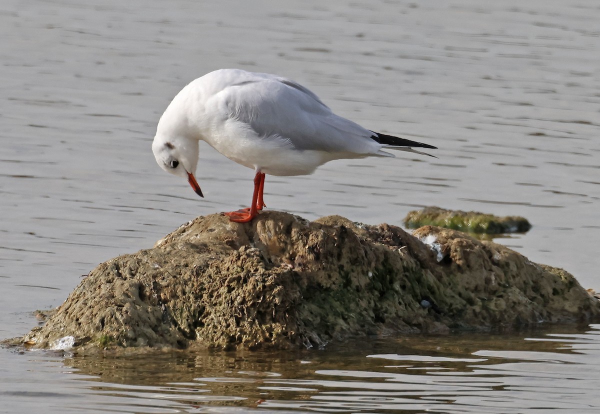 racek chechtavý - ML647058735