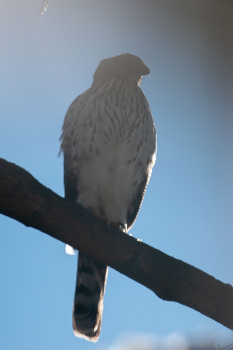 Cooper's Hawk - ML647058741