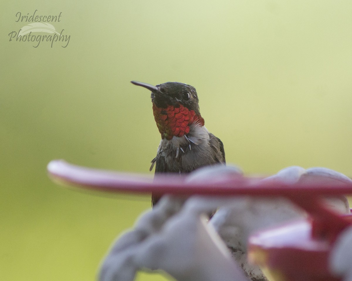 Ruby-throated Hummingbird - ML647058742