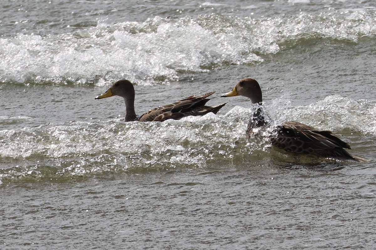Yellow-billed Pintail - ML647058750