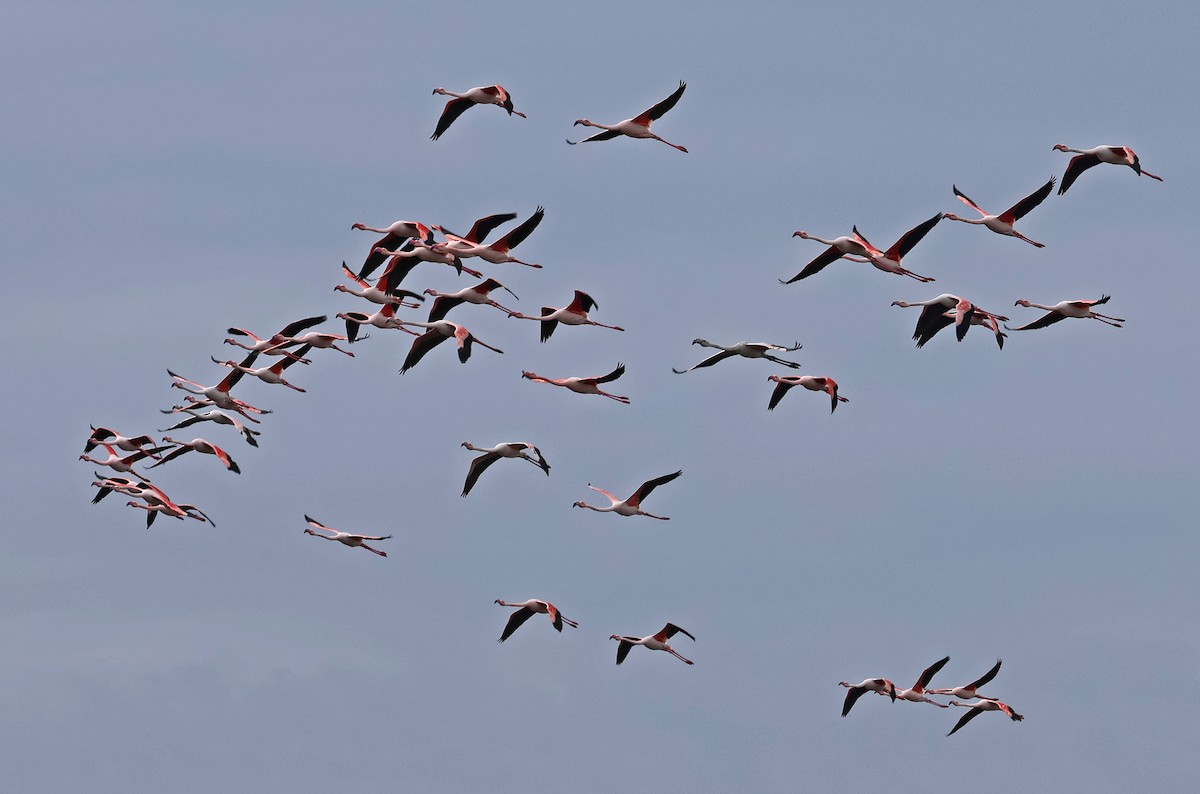 plameňák růžový - ML647058753