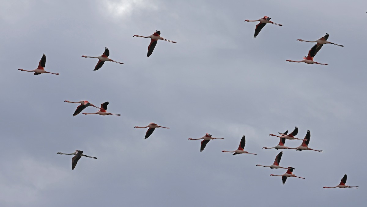 plameňák růžový - ML647058754