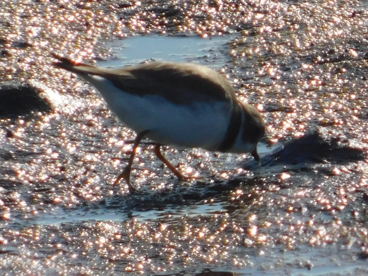 bird sp. - ML647058765