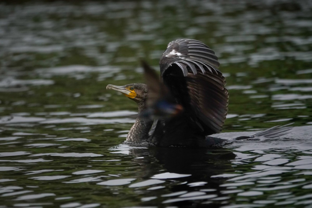 Great Cormorant - ML647058770