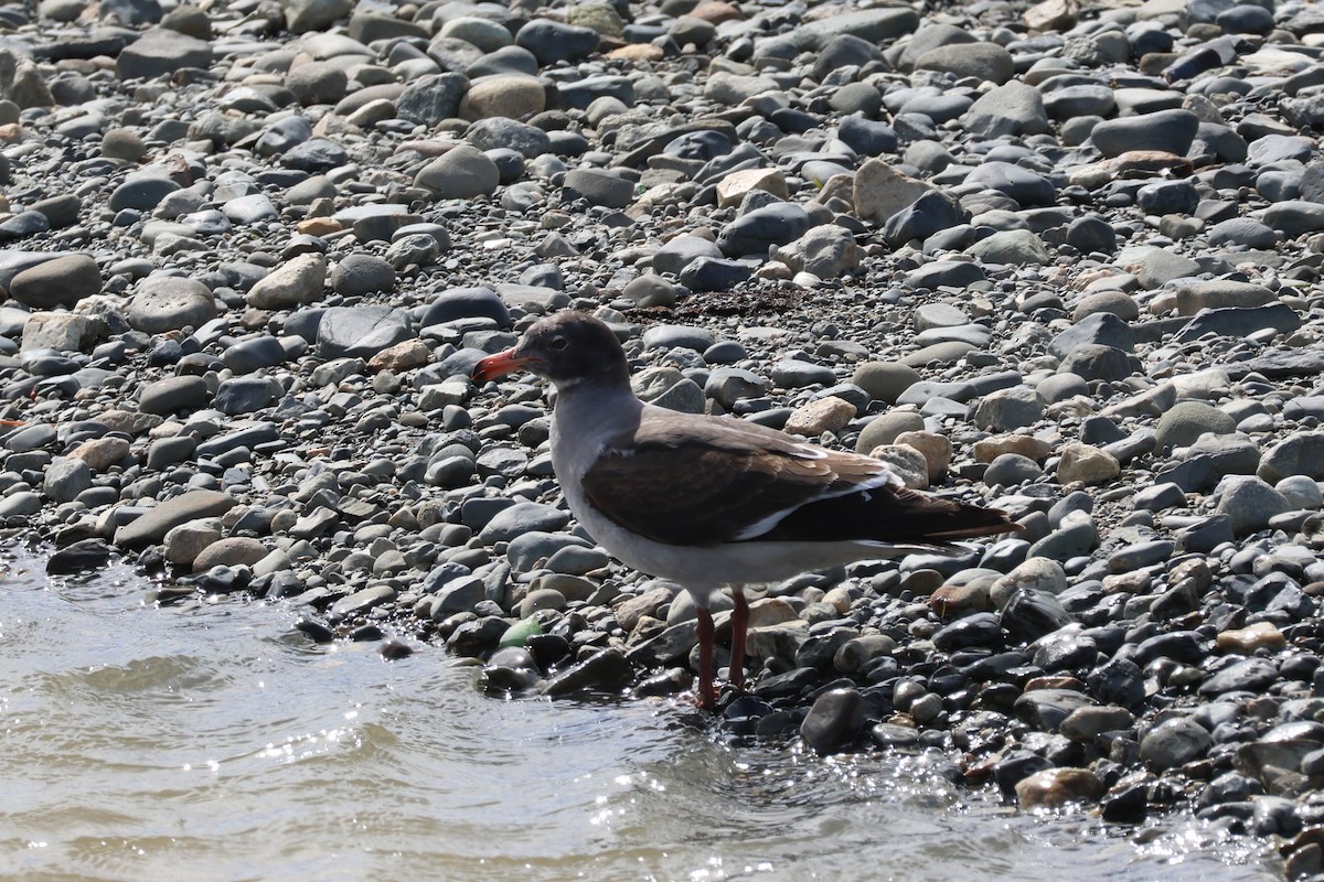 Dolphin Gull - ML647058775