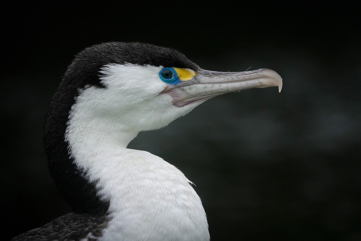 Pied Cormorant - ML647058778