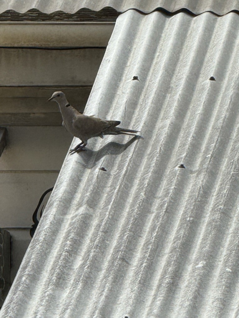 Eurasian Collared-Dove - ML647058781