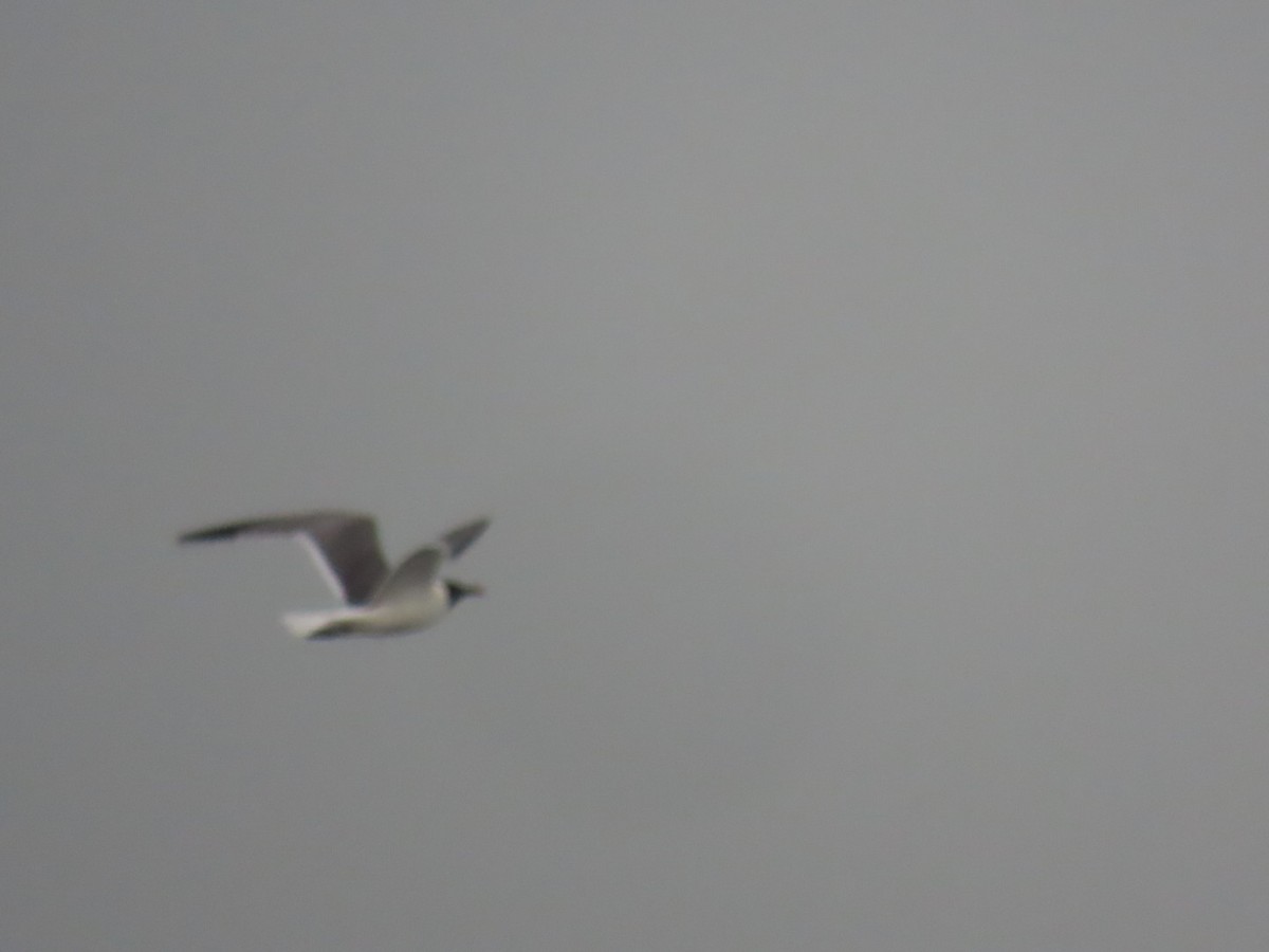 ワライカモメ - ML647058787