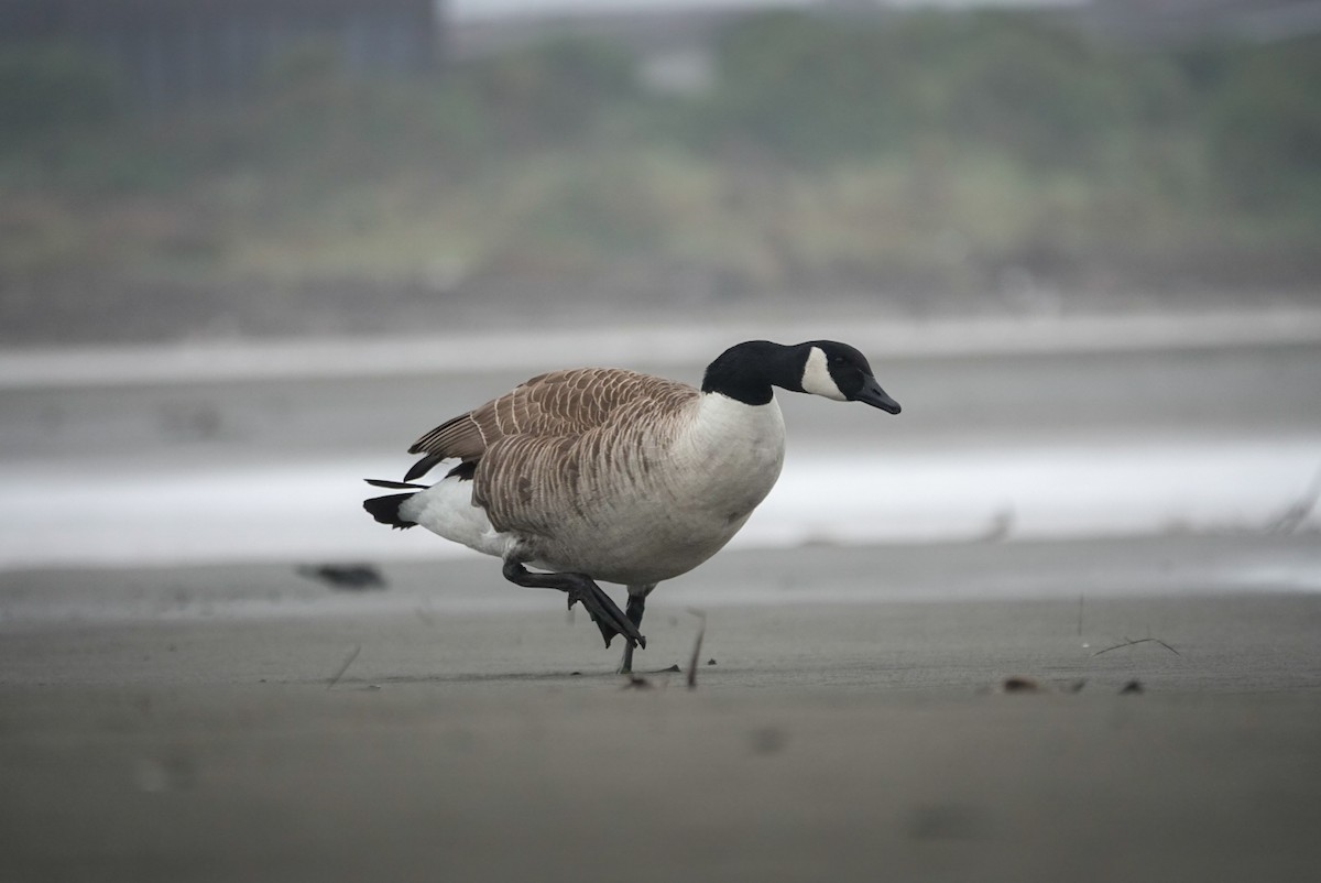 Kanada Kazı - ML647058795