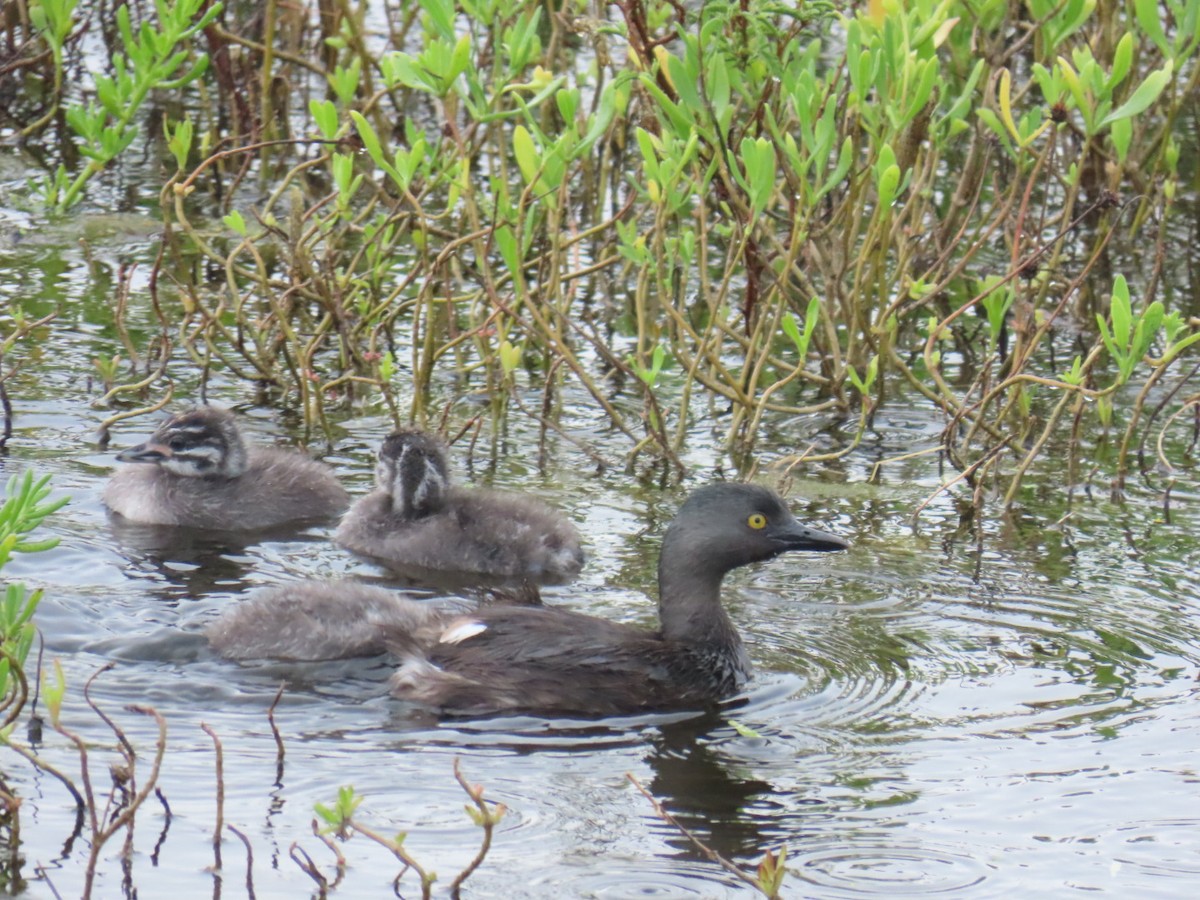 Least Grebe - ML647058796