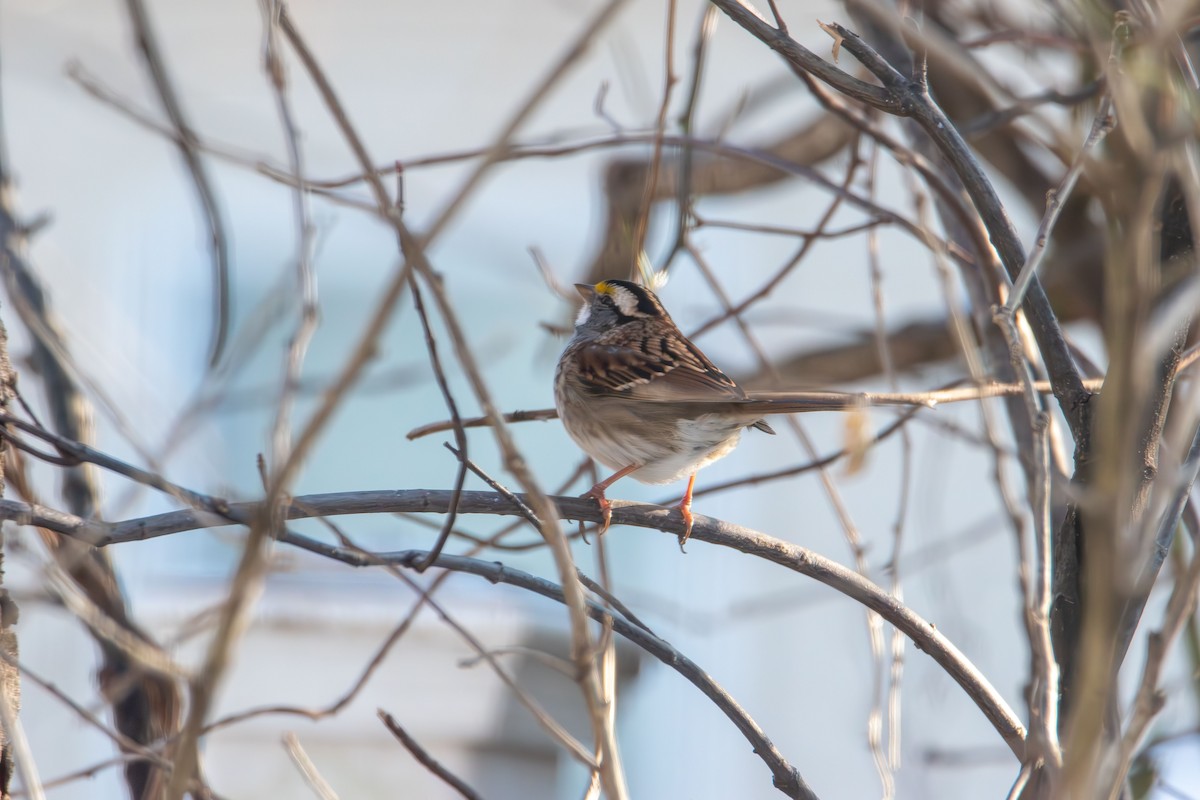 Chingolo Gorjiblanco - ML647058799