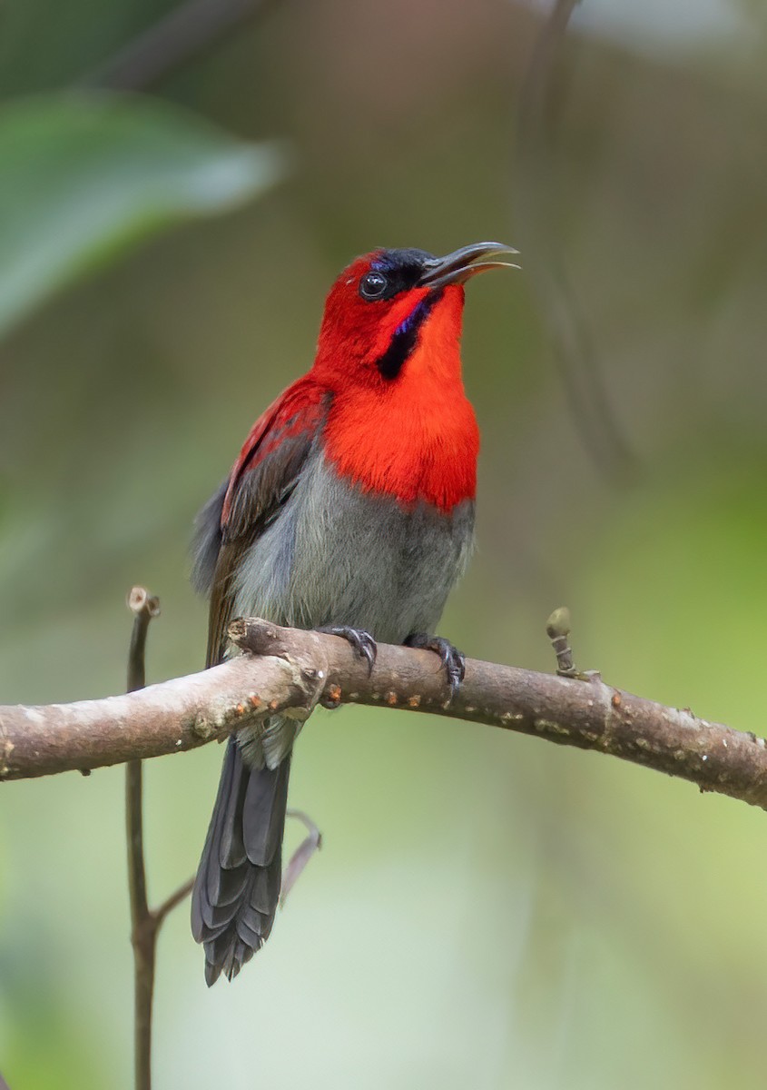 Karmesinnektarvogel - ML647058806