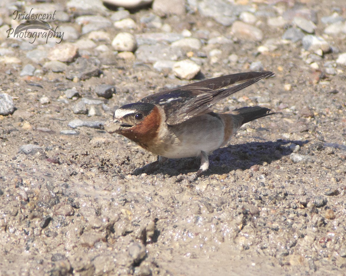 Cliff Swallow - ML647058807