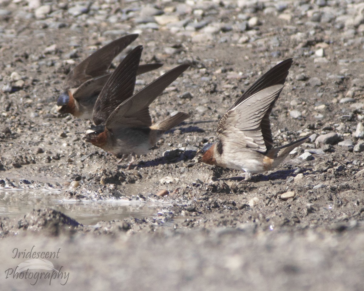 Cliff Swallow - ML647058808